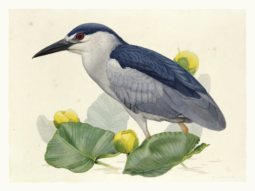 Alex Warnick - Black-crowned Night Heron and Spadderdock