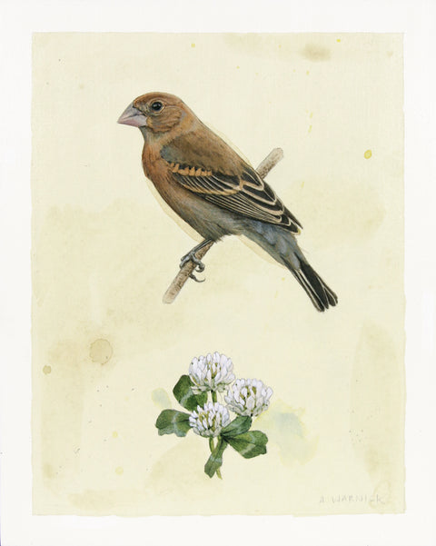 Alex Warnick - Female Blue Grosbeak and White Clover