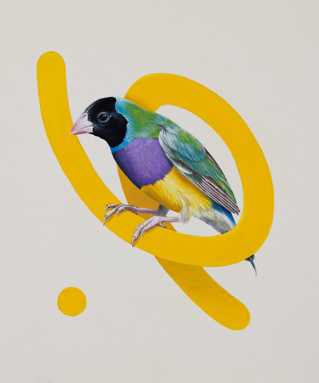 Thomas Jackson - Gouldian Finch