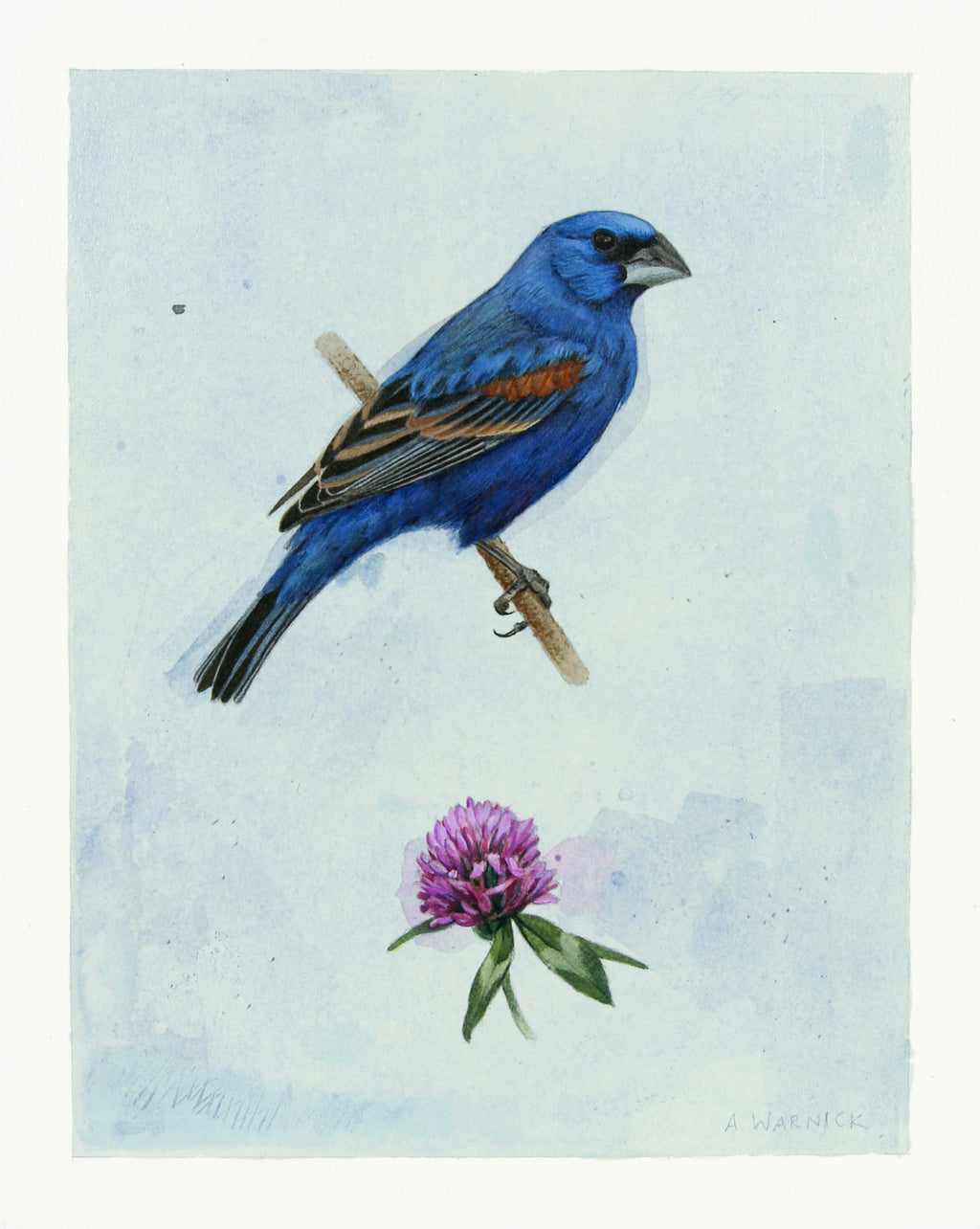 Alex Warnick - Male Blue Grosbeak and Red Clover