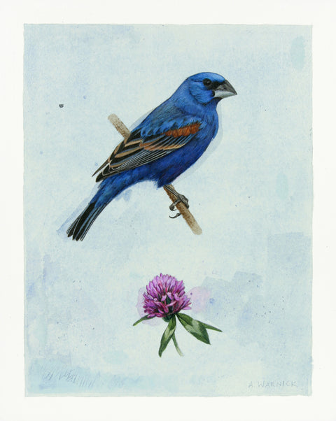 Alex Warnick - Male Blue Grosbeak and Red Clover