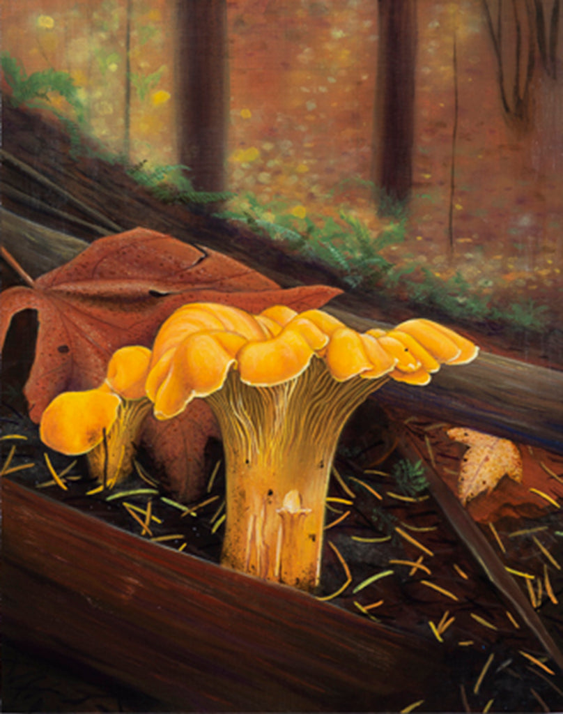 Michelle F. Mitchell - Golden Hour Chanterelle