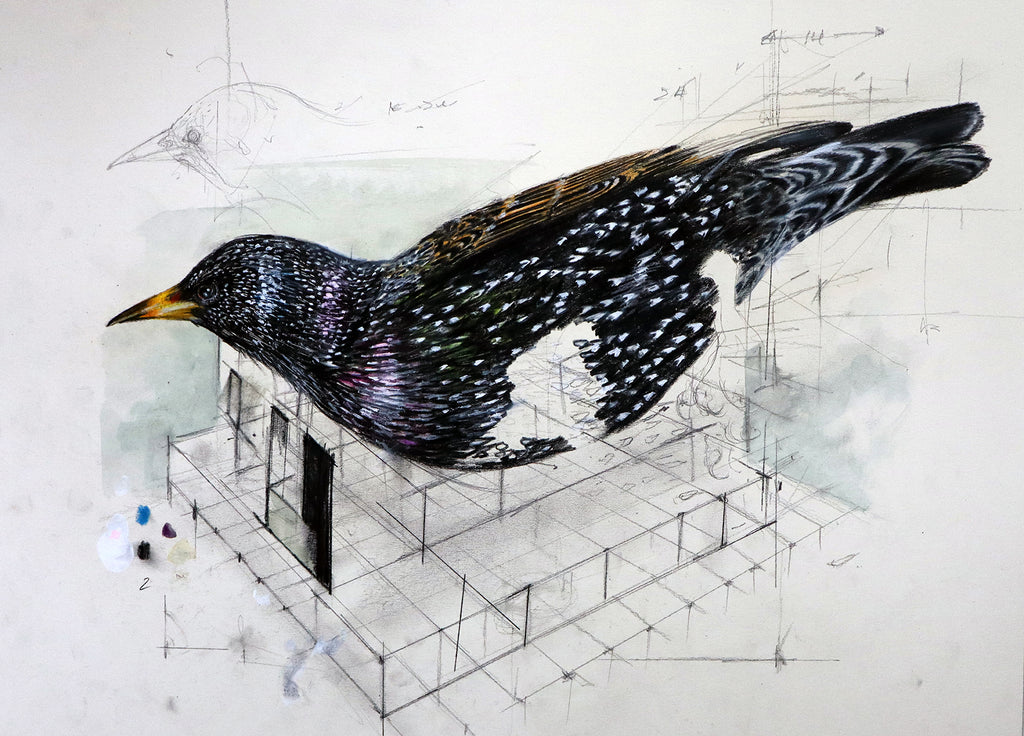 Douglas Miller - Starling Construction #3