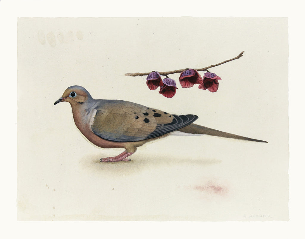 Alex Warnick - Mourning Dove and Pawpaw