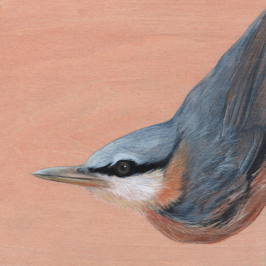 Amy Ruppel - Nuthatch