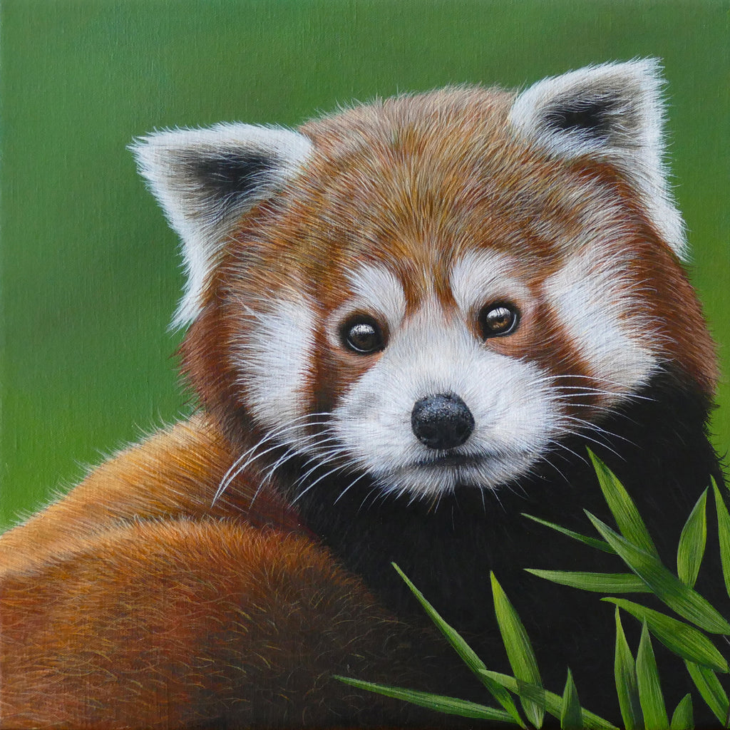 Claire Milligan - Red Panda