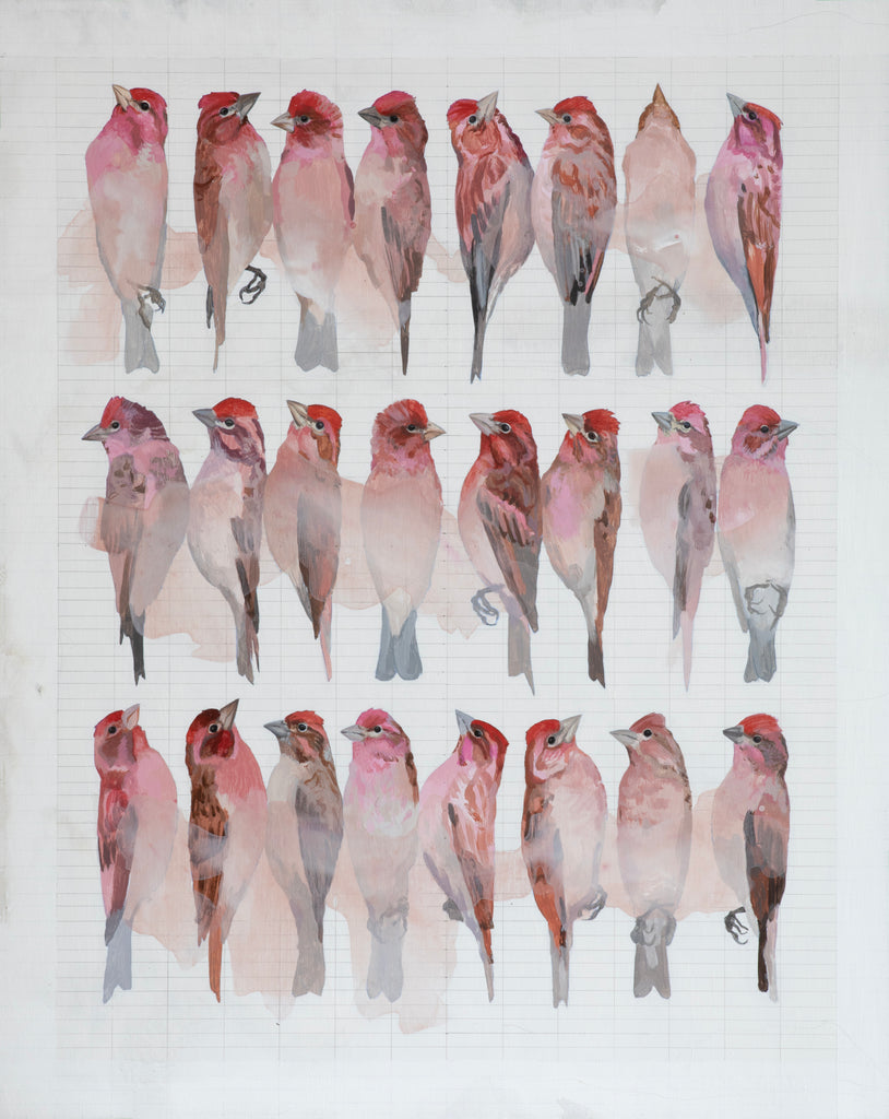 Shae Warnick - Cassin's Finches