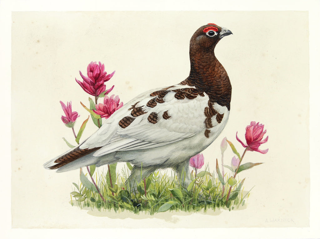 Alex Warnick - Willow Ptarmigan and Rosy Paintbrush