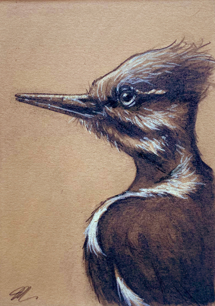 Jenn Joslin - Woodpecker Study