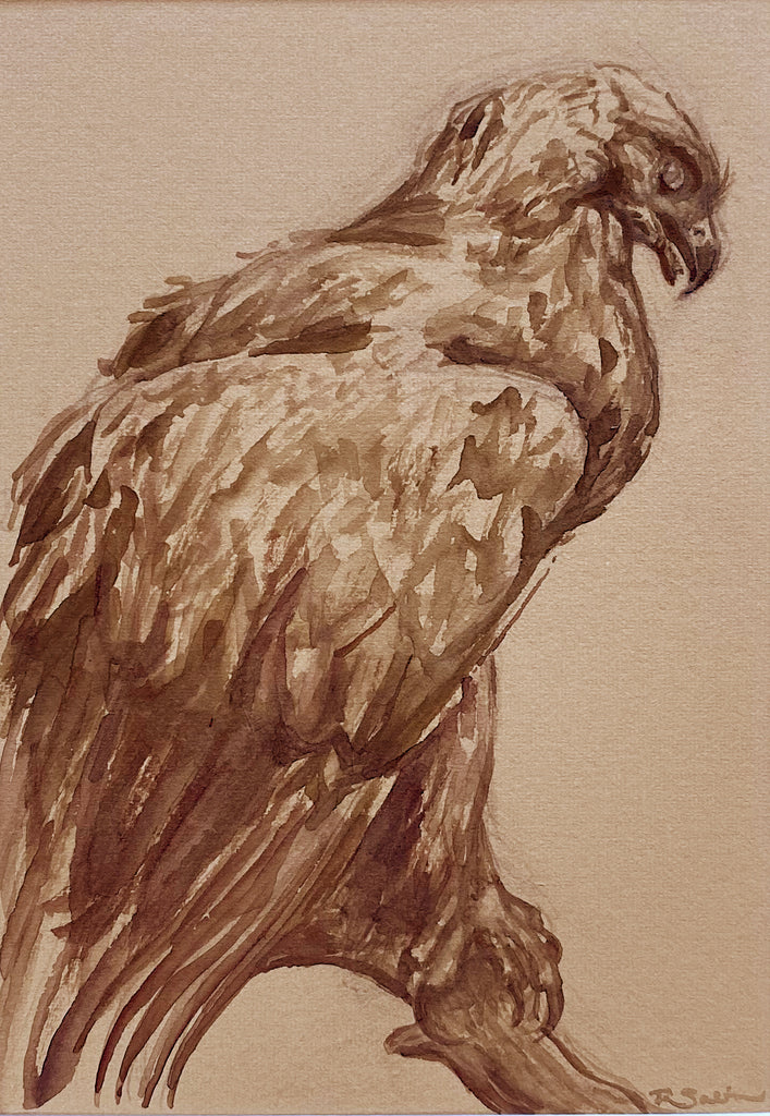 Rachel Sabin - Hawk Study