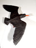 Sarah Conti - Black Oystercatcher, Extinct Imperial Woodpecker