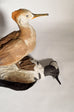 Sarah Conti - Hooded Merganser