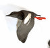 Sarah Conti - Pigeon Guillemot, Extinct Ivory-Billed Woodpecker