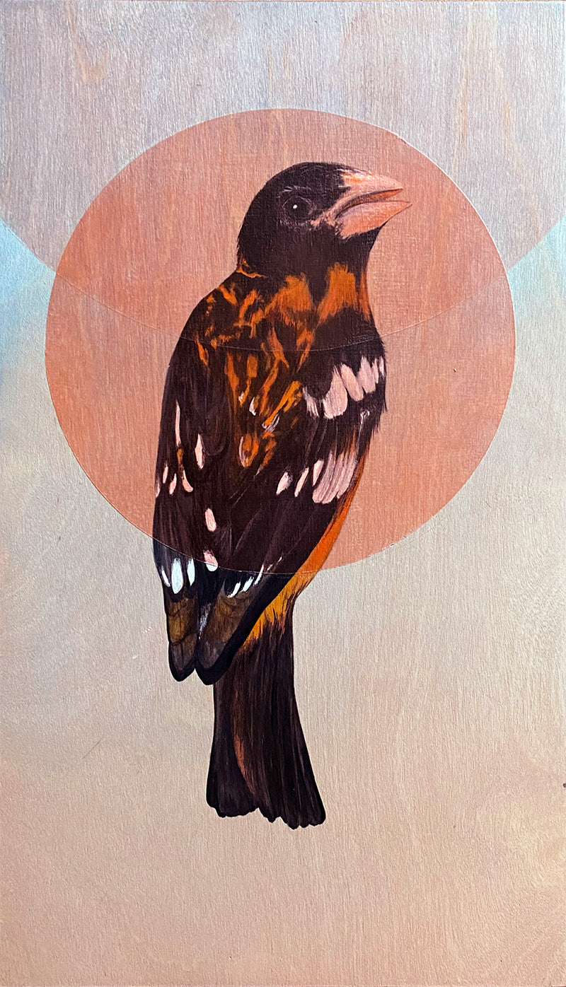 Amy Ruppel - Black Headed Grosbeak