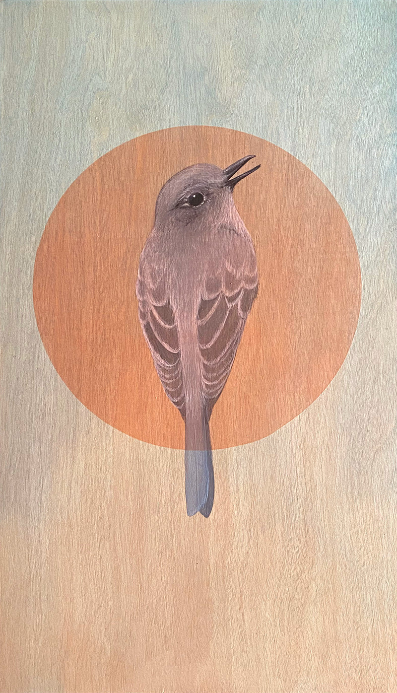 Amy Ruppel - Gray Flycatcher