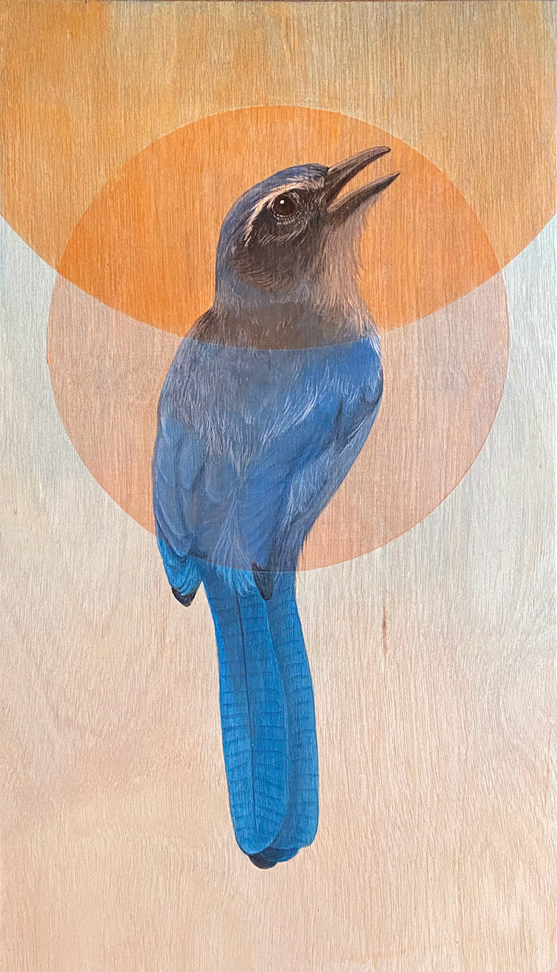 Amy Ruppel - Scrub Jay