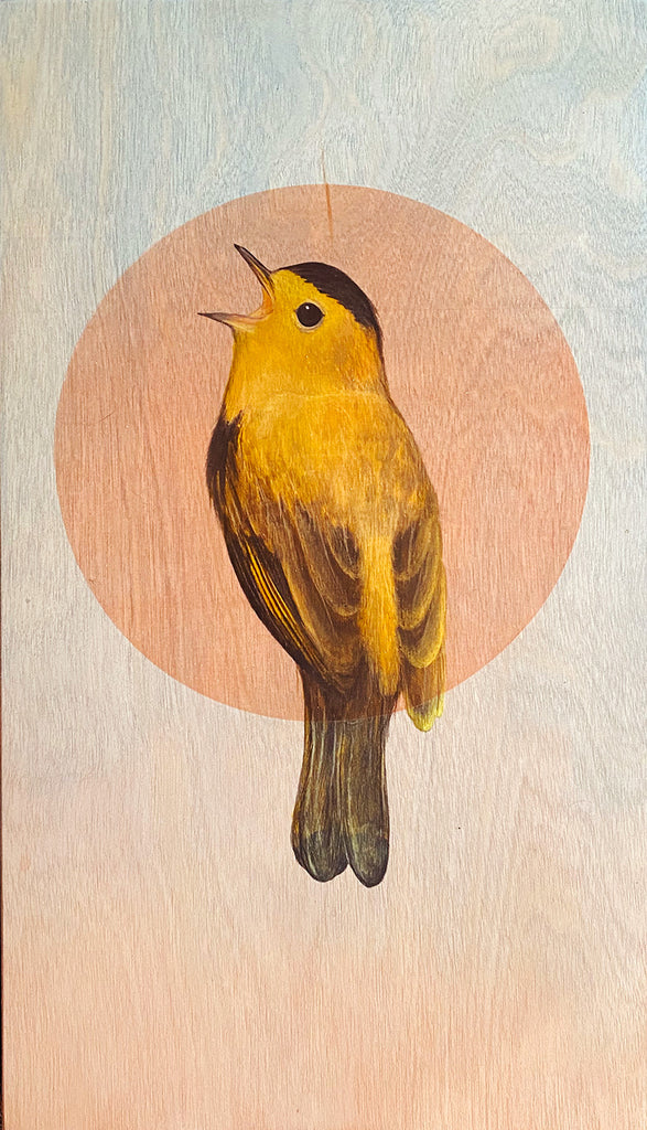 Amy Ruppel - Wilson's Warbler