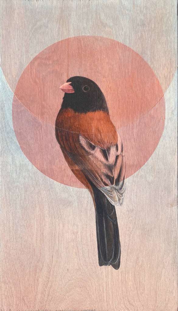 Amy Ruppel - Junco