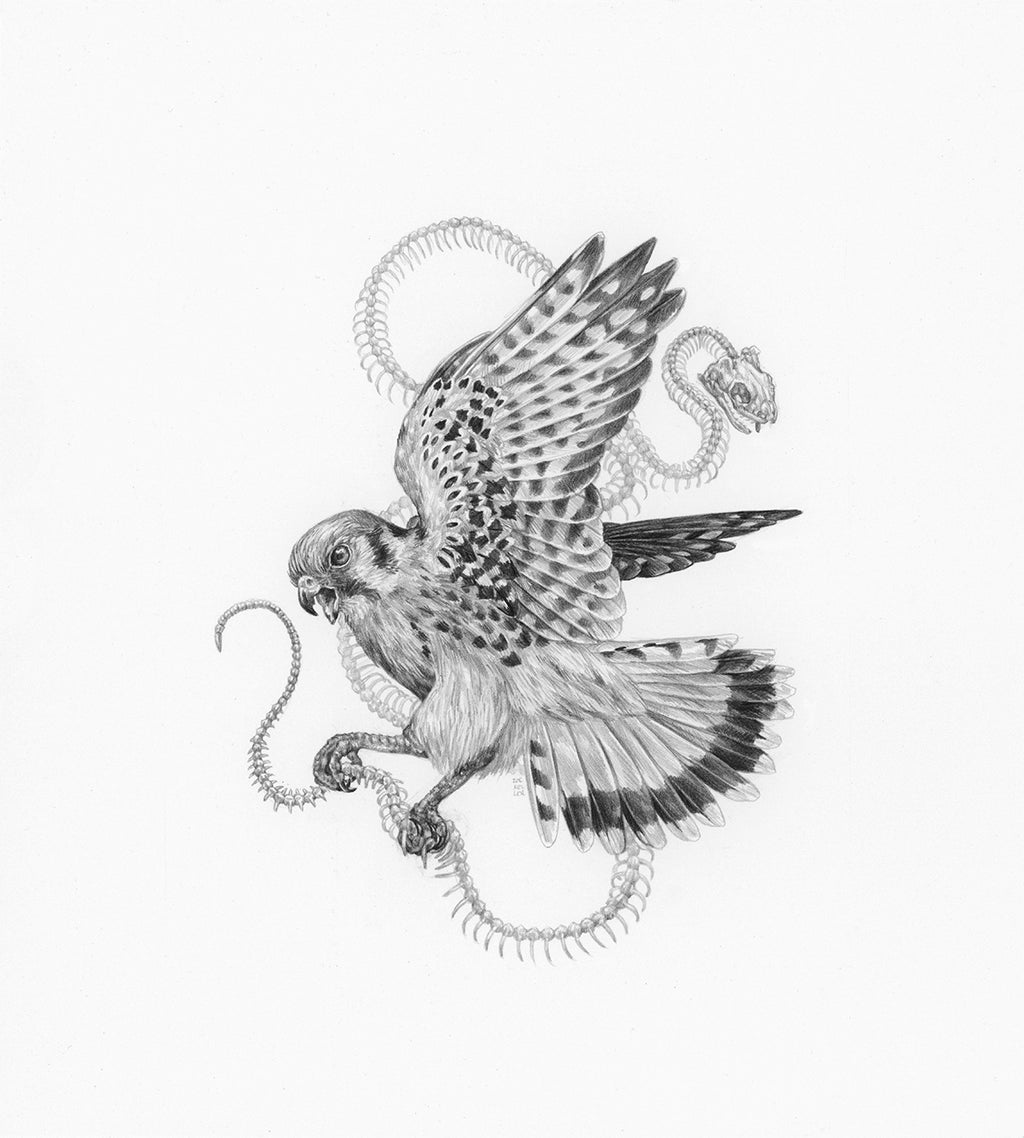 Zoe Keller - "Kestrel and Garter Snake Skeleton"