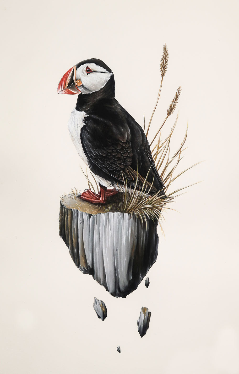 Thomas Jackson - ‘Puffin’ - Grimsey Island, Iceland