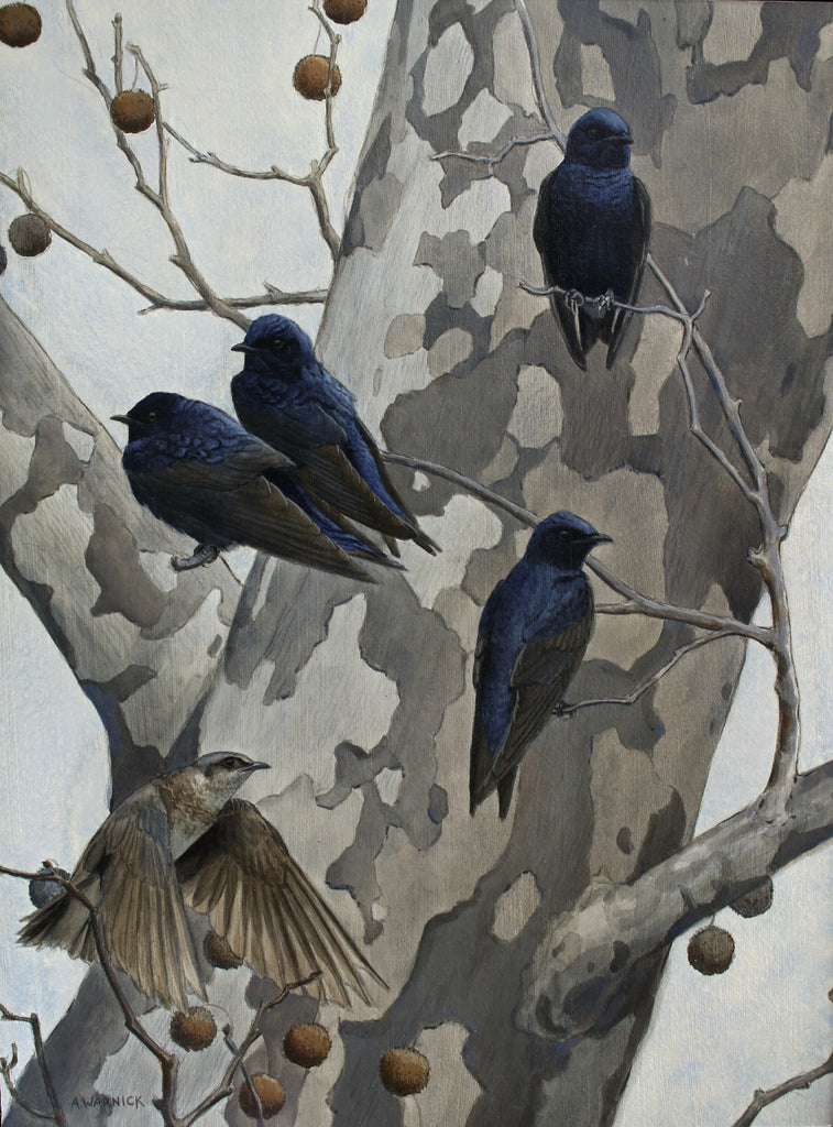 Alex Warnick - Purple Martins and Sycamore