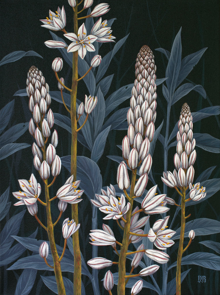 Vasilisa Romanenko - Pink Asphodel