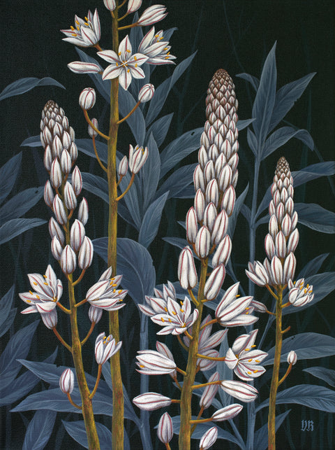 Vasilisa Romanenko - Pink Asphodel