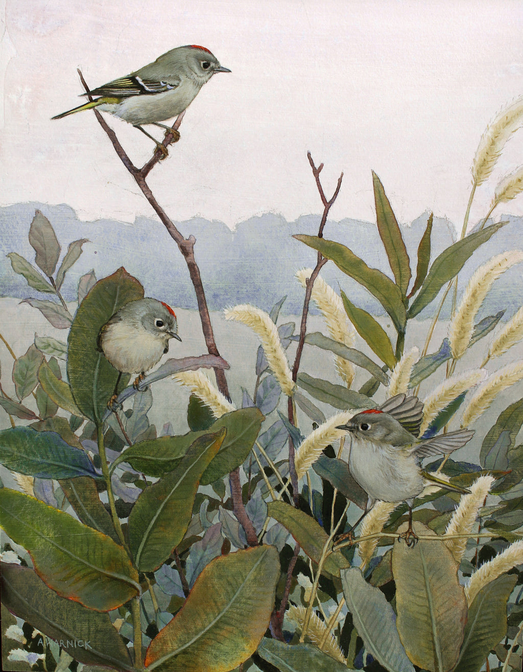 Alex Warnick - Ruby-crowned Kinglets and Milkweed