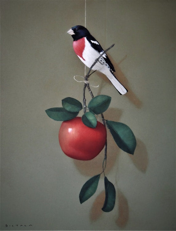 Sarah Siltala - Rose Breasted Grosbeak