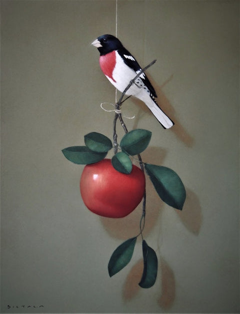 Sarah Siltala - Rose Breasted Grosbeak