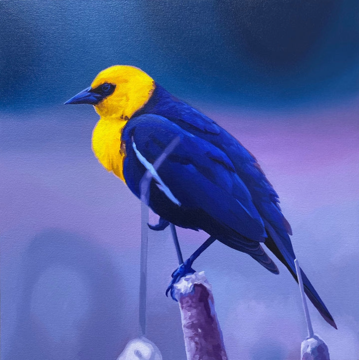 David Rice - Yellow-Headed Blackbird