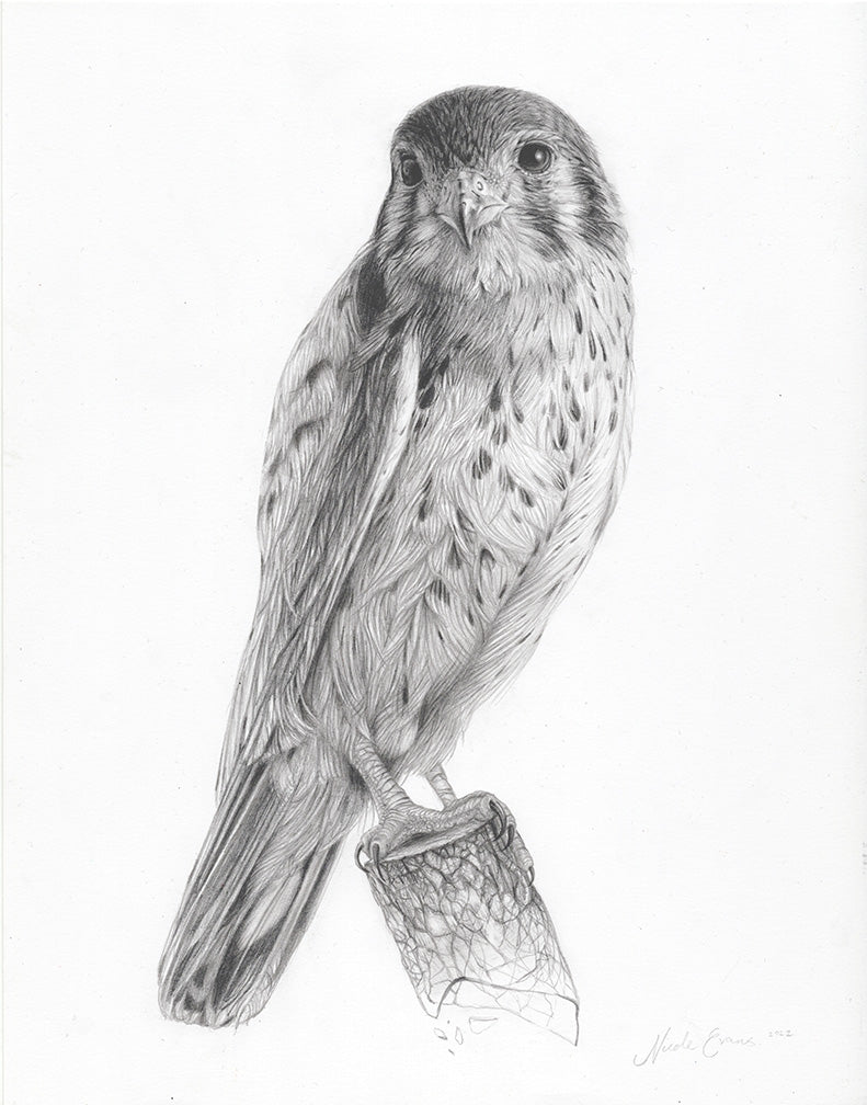 Nicole Evans - American Kestrel