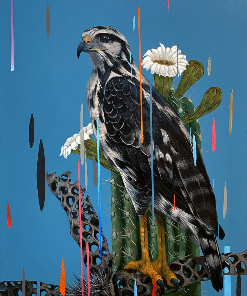 Frank Gonzales - Juvenile Black Hawk