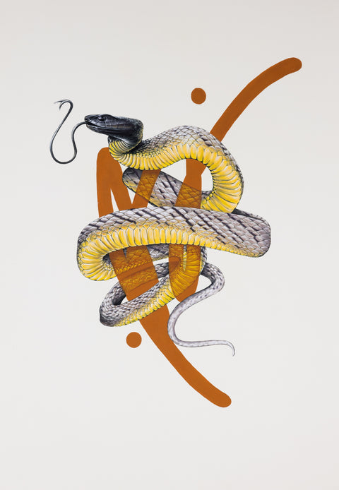 Thomas Jackson - Inland Taipan