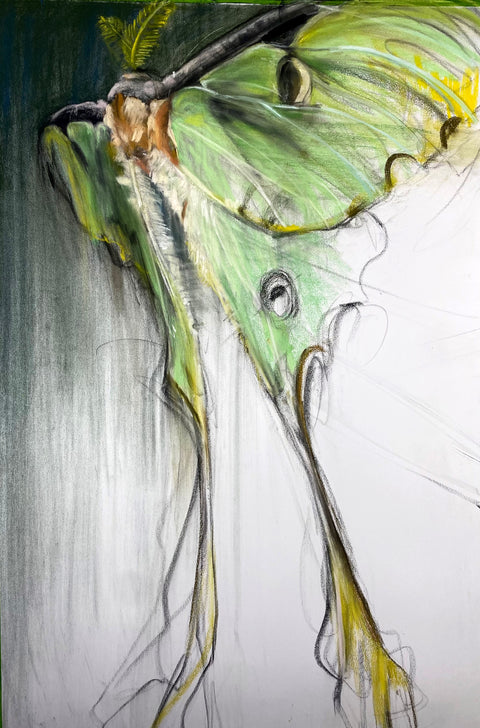 April Coppini - In the Dark (African Moon Moth)