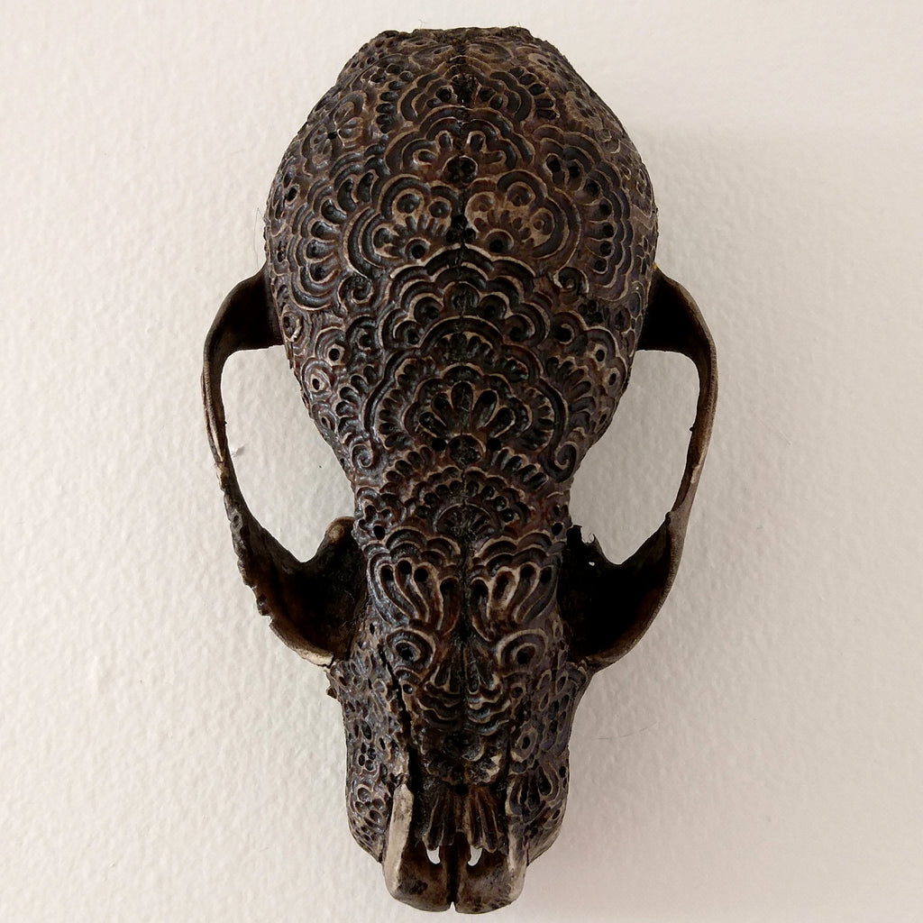 Jason Borders - Raccoon Skull & Walnut Ink